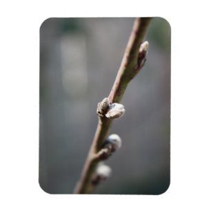 Der Frühling kommt Magnet