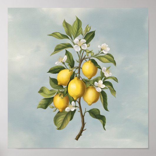 Der Frühling: Lemon Tree Blossom Poster (Vorne)