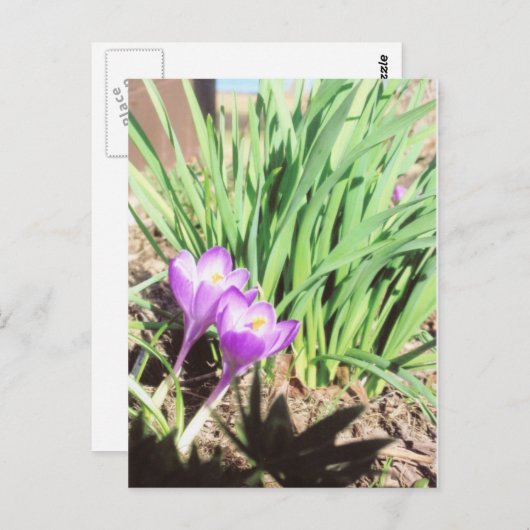 Der Frühlings-Garten der Großmutter Postkarte (Vorne/Hinten)