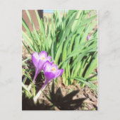 Der Frühlings-Garten der Großmutter Postkarte (Vorderseite)