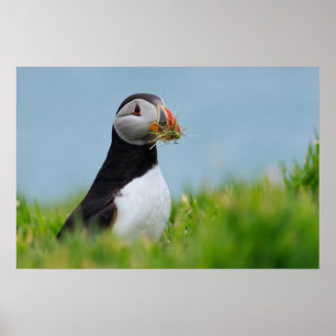 Der Gatherer Puffin Poster