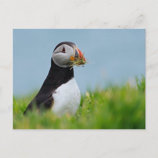 Der Gatherer Puffin Postkarte (Vorderseite)
