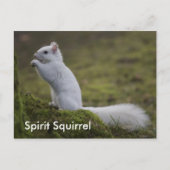 Der Geist Eichhörnchen des Westens Postkarte (Vorderseite)