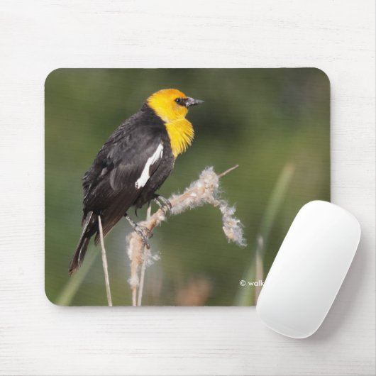 Der gelb geheuerte Schwarzvogel im Sumpf Mousepad (Mit Mouse)