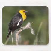 Der gelb geheuerte Schwarzvogel im Sumpf Mousepad (Vorne)