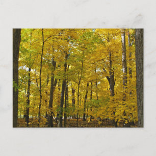 Der gelbe Wald Postkarte