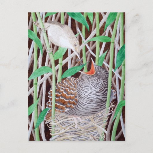 Der gemeinsame Kuckuck Postkarte (Vorderseite)