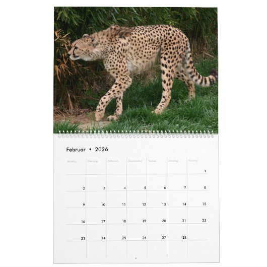 Der Gepard Kalender (Feb 2026)