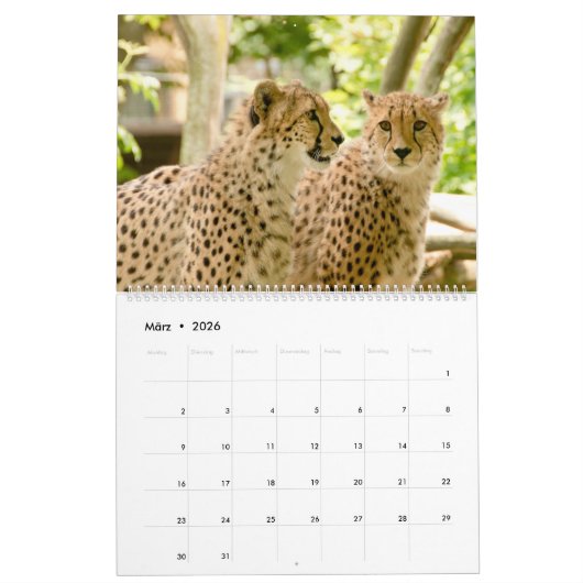 Der Gepard Kalender (Mär 2026)