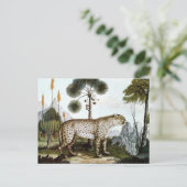 Der Gepard oder Der Cheetah (1886) Postkarte (Stehend Vorderseite)