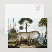 Der Gepard oder Der Cheetah (1886) Postkarte (Vorne/Hinten)