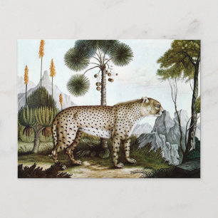 Der Gepard oder Der Cheetah (1886) Postkarte