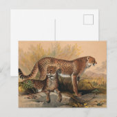 Der Gepard von Joseph Wolf Postkarte (Vorne/Hinten)