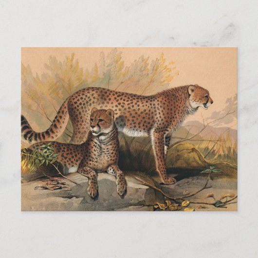 Der Gepard von Joseph Wolf Postkarte (Vorderseite)
