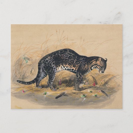 Der Gepardkatze von Joseph Wolf Postkarte (Vorderseite)