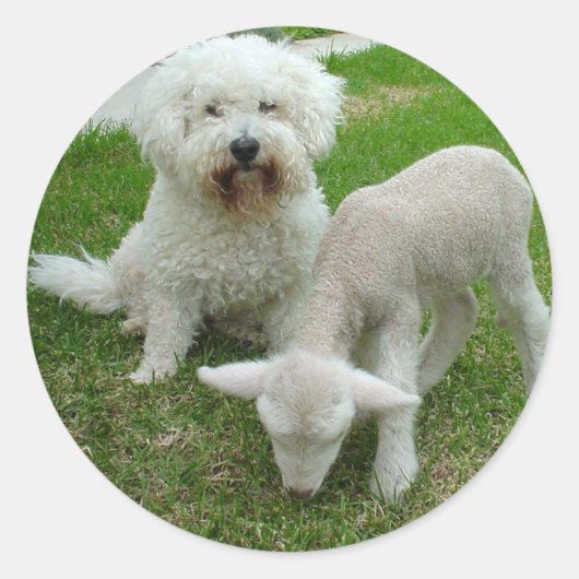 Der Geschenkbereich von Bichon Lamm Minder Runder Aufkleber (Vorderseite)