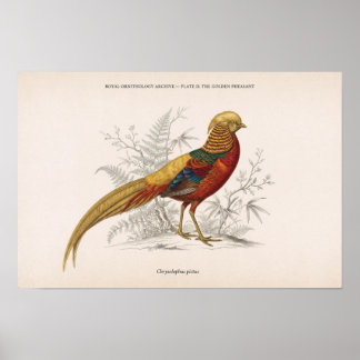 Der goldene Fasan Vintage viktorianischer Vogel Poster
