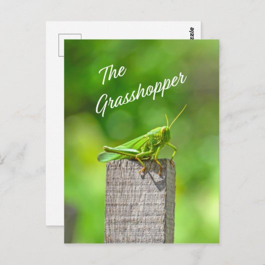 Der Grashüpfer Postkarte (Vorne/Hinten)