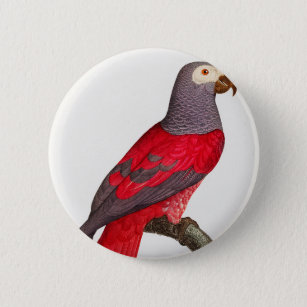 Der graue rote Papagei, Psittacus erithacus Button