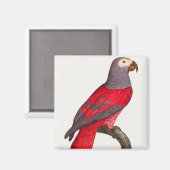 Der graue rote Papagei, Psittacus erithacus Magnet (Vorderseite/Rückseite)