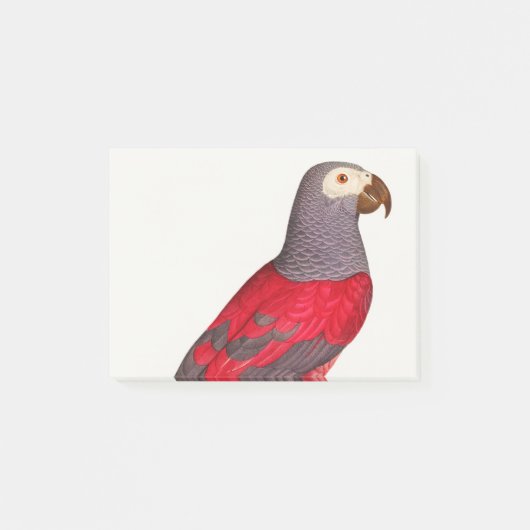 Der graue rote Papagei, Psittacus erithacus Post-it Klebezettel (Vorderseite)