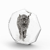 Der graue Schwarze Wolf im Schnee , der wilde Wint Fotoblock (Rechts)