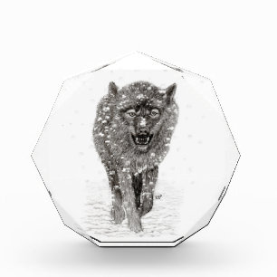 Der graue Schwarze Wolf im Schnee , der wilde Wint Fotoblock