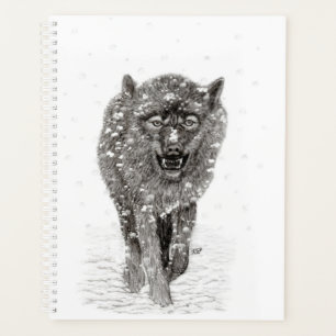 Der graue Schwarze Wolf im Schnee , der wilde Wint Planer