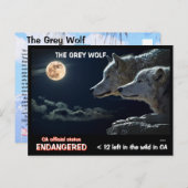 Der graue Wolf ist in Kalifornien gefährdet - Feb2 Postkarte (Vorne/Hinten)