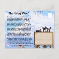 Der graue Wolf ist in Kalifornien gefährdet - Feb2