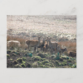 Der Grazing in Lyme Park Postkarte