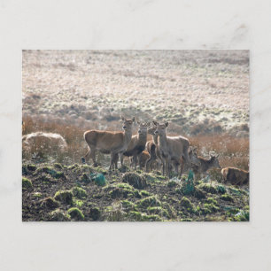 Der Grazing in Lyme Park Postkarte