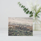 Der Grazing in Lyme Park Postkarte (Stehend Vorderseite)