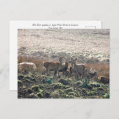 Der Grazing in Lyme Park Postkarte (Vorne/Hinten)