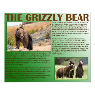 Der Grizzlybär Fotodruck