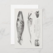 Der Grönlandwal, Blauer Wal von George Johann S. Einladung (Vorne/Hinten)