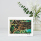 Der große Baumgarten Mariposa, Yosemite Postkarte (Stehend Vorderseite)