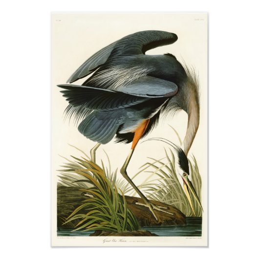 Der große blaue Heron John Audubon Birds of Americ Fotodruck (Vorne)