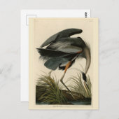 Der große Blaue Heron von Audubons Vögeln Amerikas Postkarte (Vorne/Hinten)