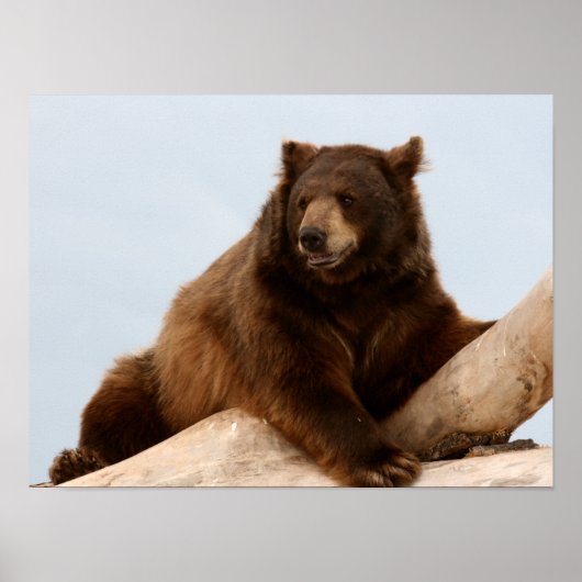 Der große braune Bär auf einem Rundgang Poster (Vorne)