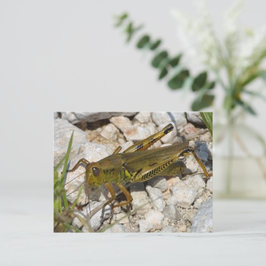 der Große Grasshopper! Postkarte (Stehend Vorderseite)