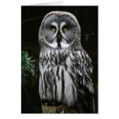 Der große graue Owl-Knoten (Vorne)