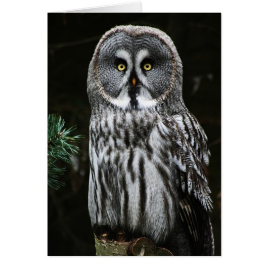 Der große graue Owl-Knoten (Vorne)