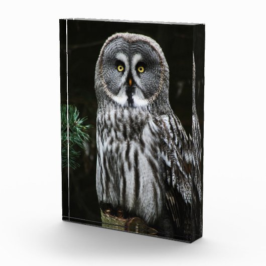 Der große graue Owl-Zyklus Fotoblock (Rechts)