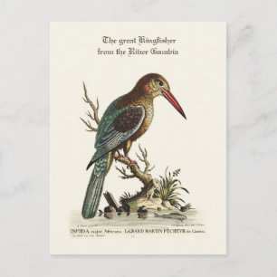 Der große Kingfisher aus dem Fluss Gambia Postkarte