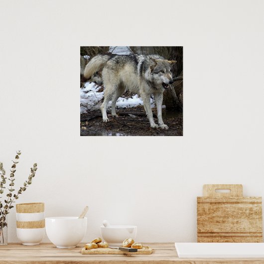 Der große schlechte Wolf Poster (Küche)