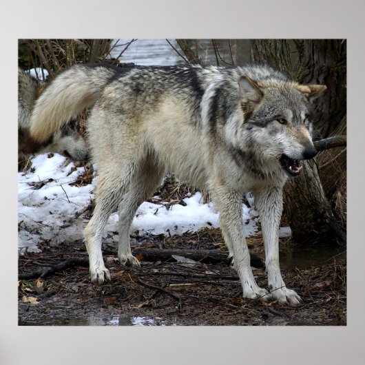 Der große schlechte Wolf Poster (Vorne)