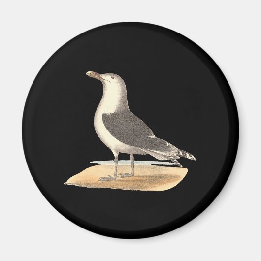 Der Große Schwarzweißmöwe (Larus marinus) Magnet (Vorne)