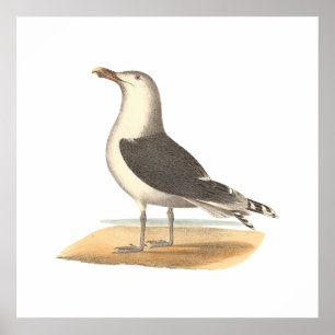 Der Große Schwarzweißmöwe (Larus marinus) Poster