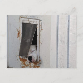 Der große weiße Hund versucht, aus der kleinen Hün Postkarte